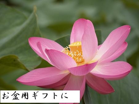 t[ciЉ t[c Mtg ʔ