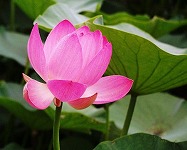 フルーツ店長がオススメする桃花台のもも